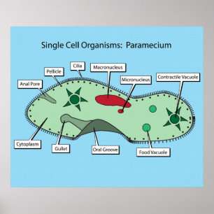Eencellige organismen: paramecium poster