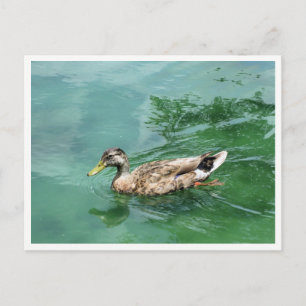 Eend aan het meer Natuurfotografie Briefkaart
