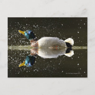 Eend (Anas platyrhyncus) Briefkaart