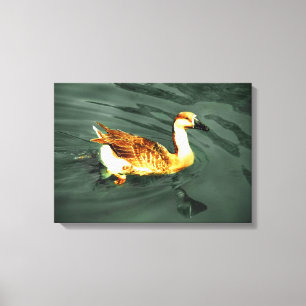 Eend Canvas Afdruk