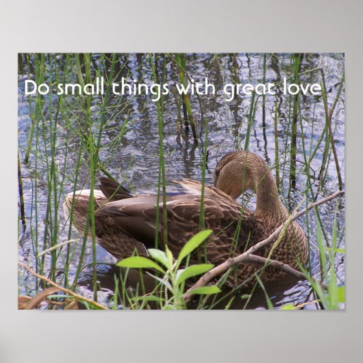 Eend die zich in het riet wast poster (Voorkant)