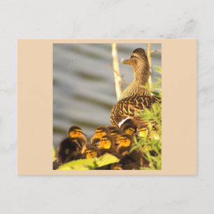 Eend en eendjes fotopostkaart feestdagenkaart