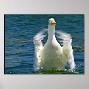 Eend klappend print
