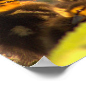 Eend met eendjes Foto Poster (Hoek)