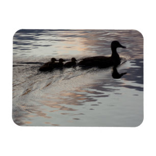 Eend met eendjes in flexibele zonsondergang magnee magneet