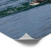 Eend met open bek poster (Hoek)