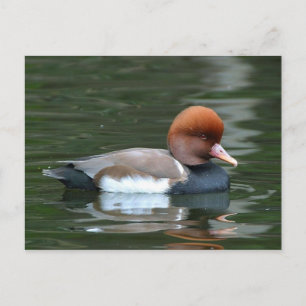 eend op rivier ansichtkaart briefkaart