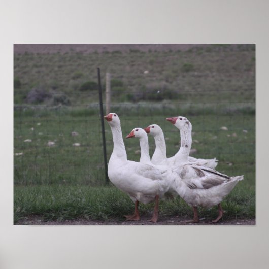 Eend Poster (Voorkant)