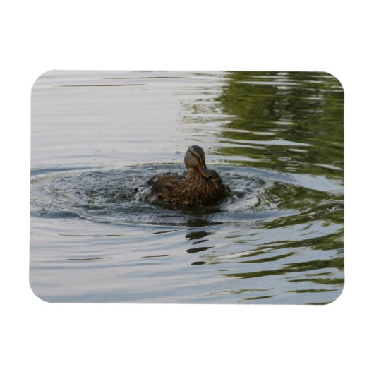 Eend schudden Staartveer Magneet (Horizontaal)