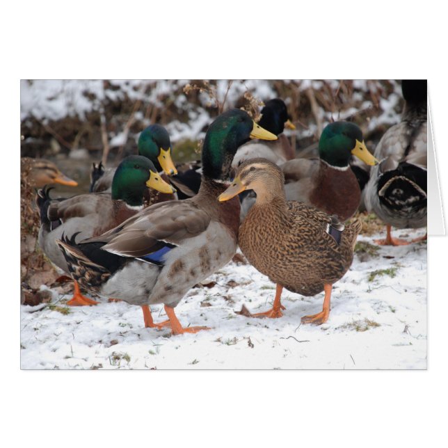 eenden (Voorkant Horizontaal)