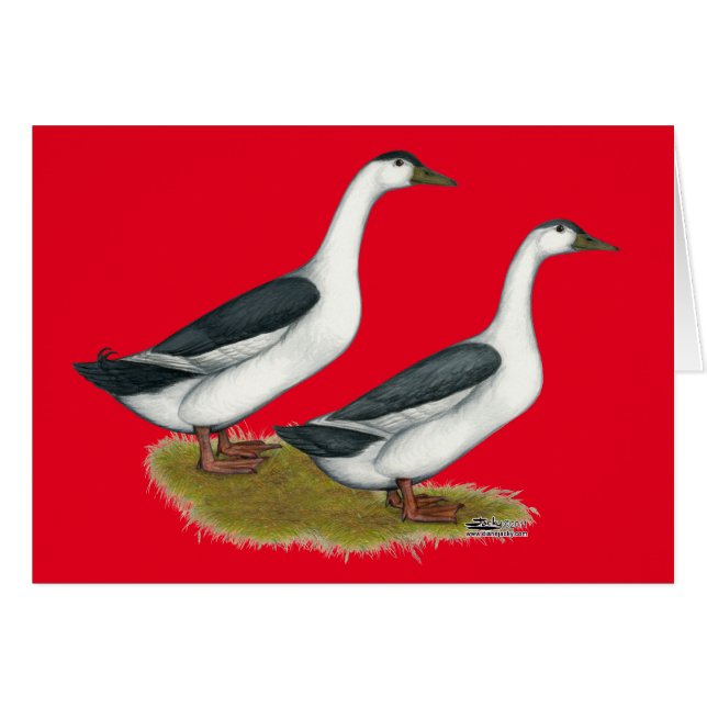 Eenden: Blauwe Magpies (Voorkant Horizontaal)