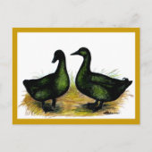 Eenden:  Cayuga Pair Briefkaart (Voorkant)