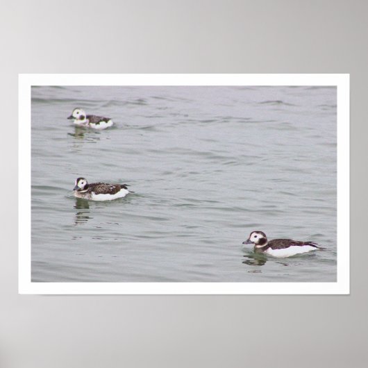 Eenden Foto Poster (Voorkant)