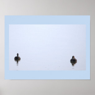 Eenden Foto Poster