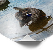 Eenden in een rij Foto Afdruk (Hoek)