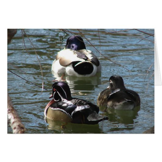 Eenden in het park alle gelegenheden wenskaart (Voorkant Horizontaal)