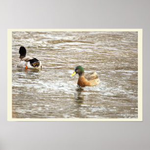 Eenden in Icy Creek Poster