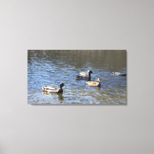 eenden in water canvas afdruk