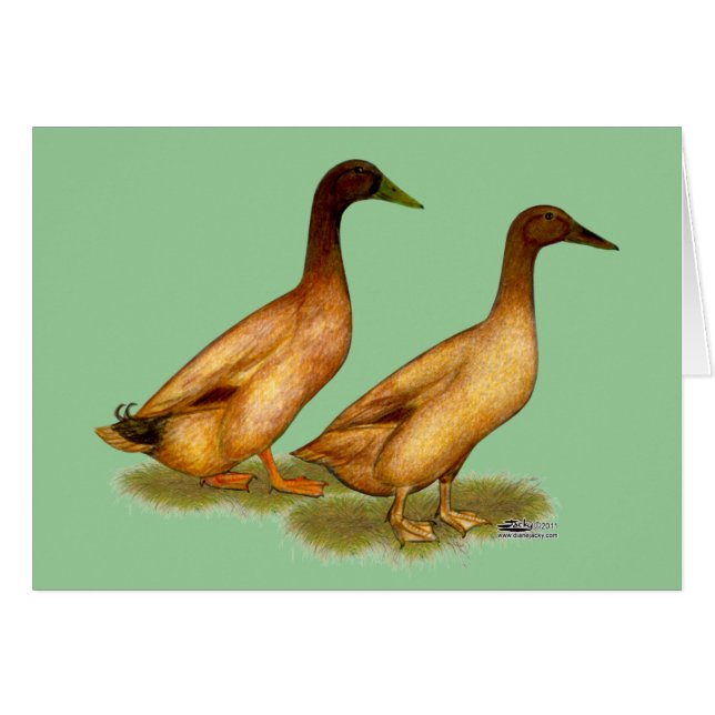 Eenden: Khaki Campbell (Voorkant Horizontaal)