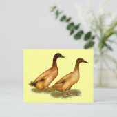 Eenden:  Khaki Campbell Briefkaart (Staand voorkant)