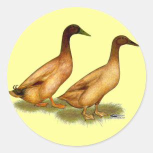 Eenden: Khaki Campbell Ronde Sticker
