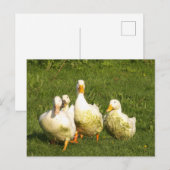 eenden, levend, weide, dier, boerderij, landleven; briefkaart (Voorkant / Achterkant)