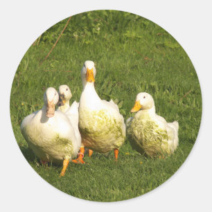 eenden, levend, weide, dier, boerderij, landleven; ronde sticker