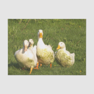eenden, levend, weide, dier, boerderij, landleven; tissuepapier