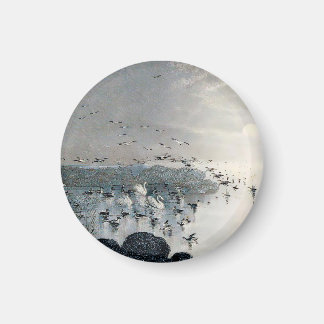 Eenden, Mallards en Zwans op het meer bij zonsonde Magneet
