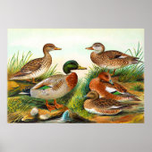  eenden op de Pond 3 Poster (Voorkant)
