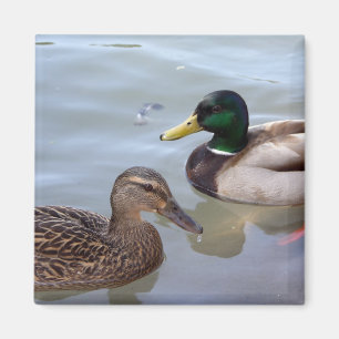 Eenden op een Pond Magnet Magneet