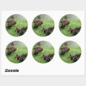 Eenden Ronde Sticker (Vel)