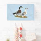 Eenden:  Silver Appleyard Spandoek (Insitu)