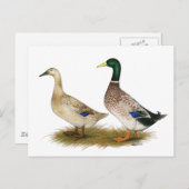 Eenden: Silver Welsh Harlequin Briefkaart (Voorkant / Achterkant)