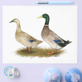 Eenden: Silver Welsh Harlequin Flyer (Enkel)