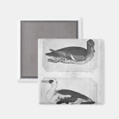 Eenden uit het Album van de Vallardi Magneet (Voorkant / Achterkant)