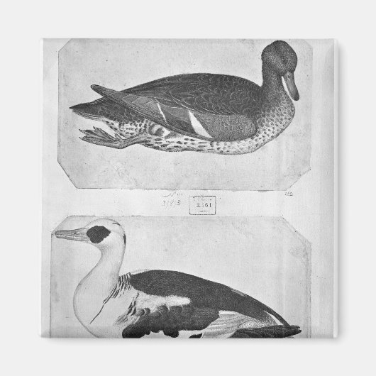 Eenden uit het Album van de Vallardi Magneet (Voorkant)