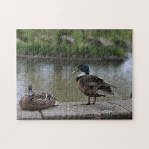 Eenden van de Natuur Watervogels Fotografie Legpuzzel
