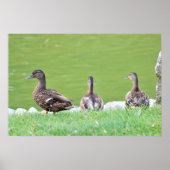 Eenden van het Poster Pond (Voorkant)