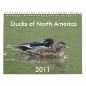 Eenden van Noord-Amerika, 2011 Kalender (Hoes)