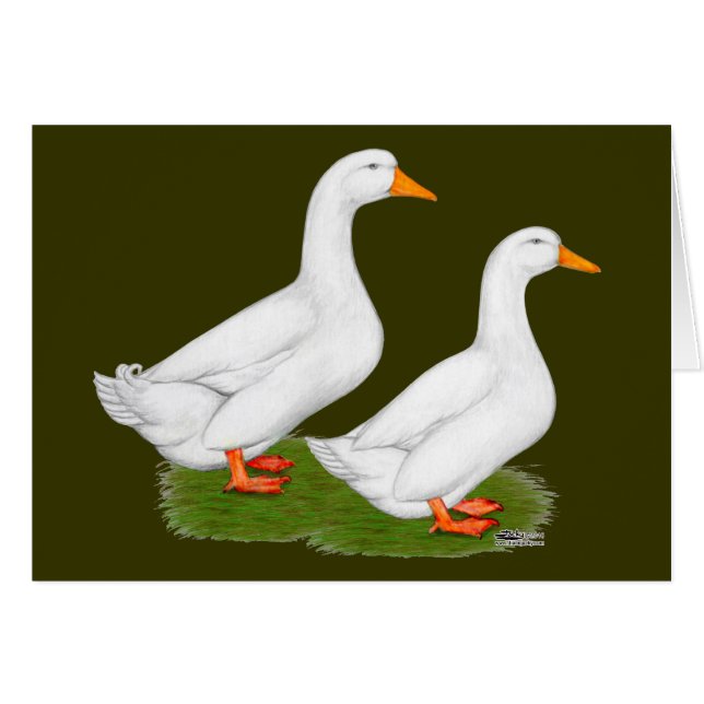 Eenden: Witte pekins (Voorkant Horizontaal)