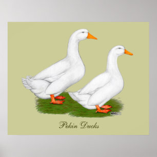 Eenden: Witte pekins Poster