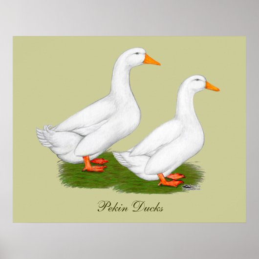 Eenden: Witte pekins Poster (Voorkant)