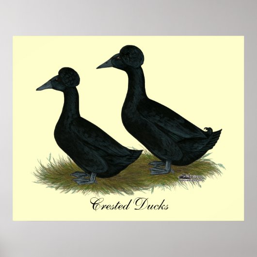 Eenden: Zwart Crested Poster (Voorkant)