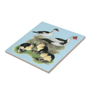 Eenden Zwarte Bonte Muscovy Familie Tegeltje