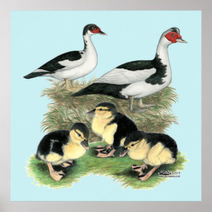 Eenden Zwarte Bonte Muskovy Familie Poster