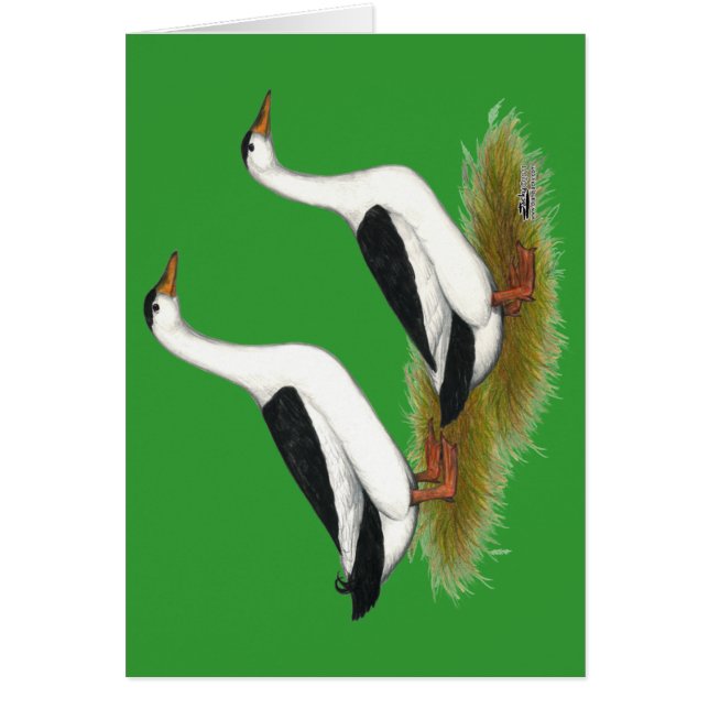 Eenden: Zwarte Magpies (Voorkant)