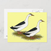 Eenden:  Zwarte Magpies Briefkaart (Voorkant / Achterkant)