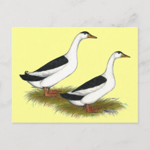Eenden: Zwarte Magpies Briefkaart
