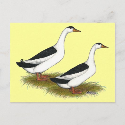 Eenden:  Zwarte Magpies Briefkaart (Voorkant)